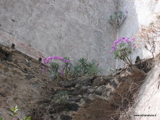 lla Calanna07-04-2013 09-05-11